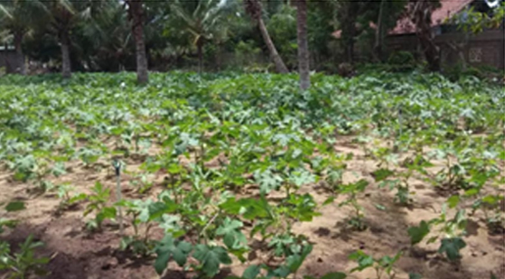 farming